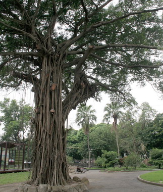 百年雨豆樹 榕樹亟需保育 楊秋興為老樹請命(圖)