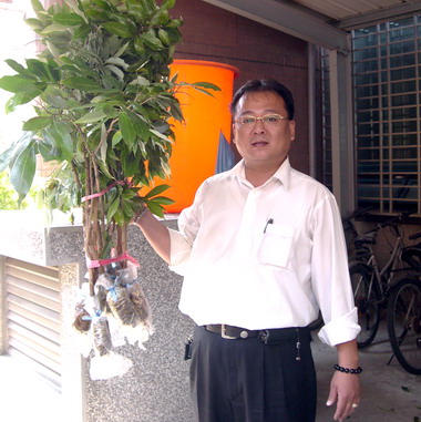荔枝新品種「翠玉」出爐(圖)