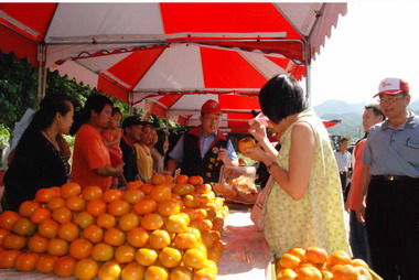 2008南庄甜柿促銷活動開跑 縣長掛保證好吃(圖)