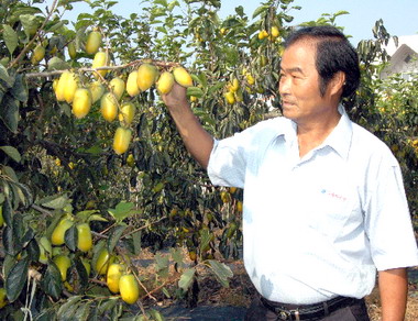 日本蜜柿香甜上市(圖)