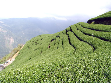 仁愛農會舉辦生產履歷認證茶葉發表會(圖)