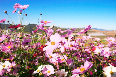 2008花卉嘉年華南投縣府全力籌備(圖)