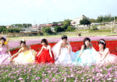 通霄金果乳香花海登場(圖)