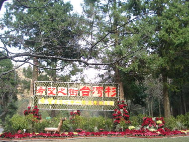 興大惠蓀林場19日點亮希望之樹(圖)