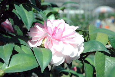 竹市茶花產銷班年賺上千萬元(圖)