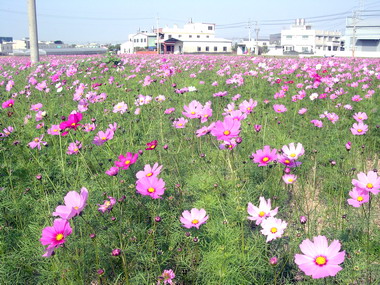 霧峰燦爛花海元旦開放參觀(圖)