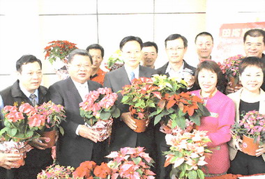 卓伯源促銷應景聖誕紅刺激買氣(圖)