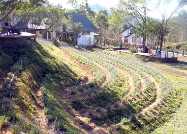 薰衣草森林開幕明德湖畔添觀光景點(圖)