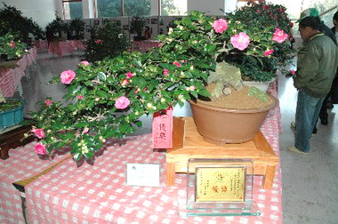 竹市茶花季開幕典禮(圖)