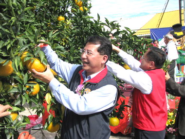 獅潭農會即日起舉辦冬季橘莓之戀活動(圖)