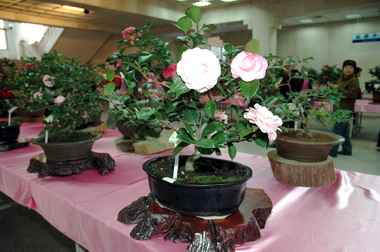 竹縣舉辦茶花展贈送茶花苗木(圖)