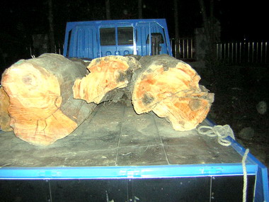 信義警察分局查獲竊取紅檜案(圖)