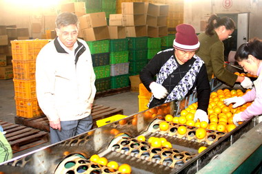 李朝卿關心柳橙產銷出口情形(圖)