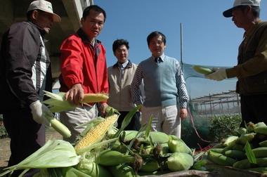 環保局農場歡喜收成甜玉米(圖)