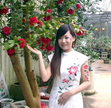 三義茶花豔活動周末登場(圖)