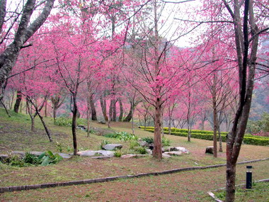 林管處供苗營造繽紛林相(圖)
