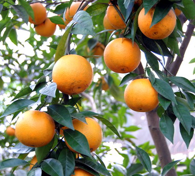 農試所成功培育台農1號金香(圖)