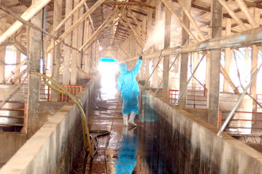 彰縣豬隻口蹄疫情已獲控制(圖)