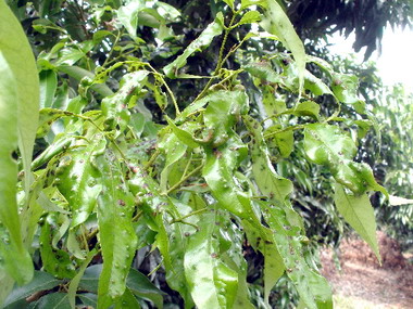 荔枝癭蚋陸續發生果農應嚴加防範(圖)