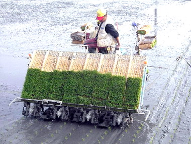 冬季降雨驟減彰縣農田春耕用水吃緊(圖)