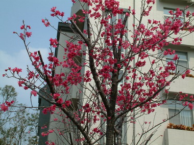 統茂旅館集團推出春遊優惠專案(圖)