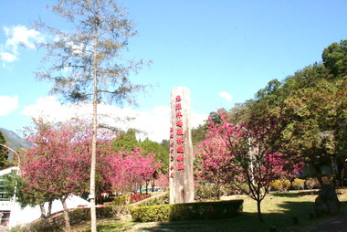 惠蓀林場推出森林瑜珈活動(圖)