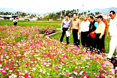 南投首次種植波斯菊花卉盛開(圖)