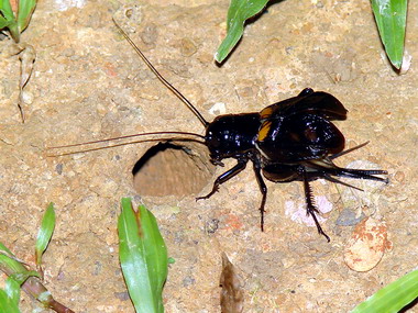 農特生物保育中心15日舉辦蟋蟀特展(圖)