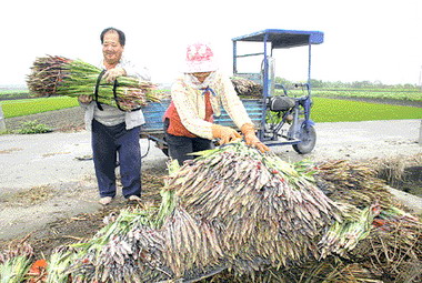 劍蘭花慘跌花農忍痛當肥料(圖)