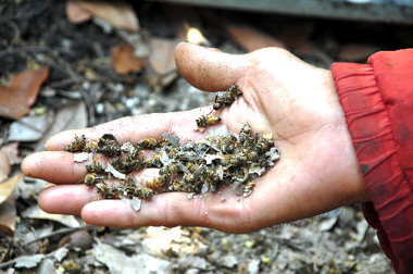 蜜蜂大量死亡疑似過度使用農藥(圖)