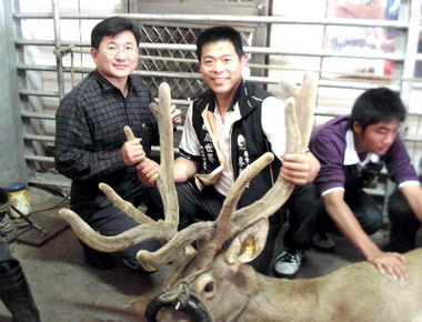 鹿茸重量破全國紀錄廖彬興好得意(圖)