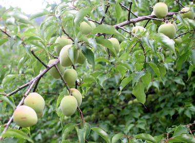 桃源鄉採梅趣週六登場(圖)