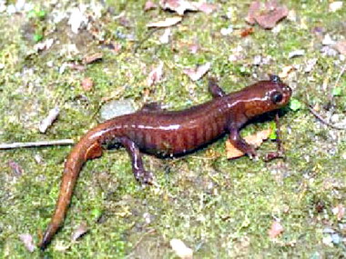 玉管處舉辦保育成果發表座談會(圖)