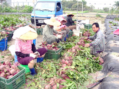 養生紅寶石－甜菜根試種成功(圖)