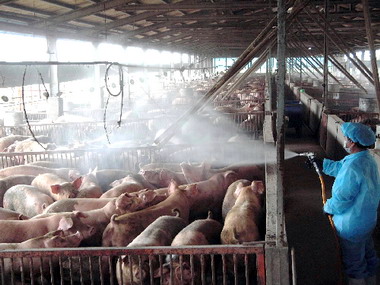 豬流感疫情持續升溫彰縣防疫大作戰(圖)