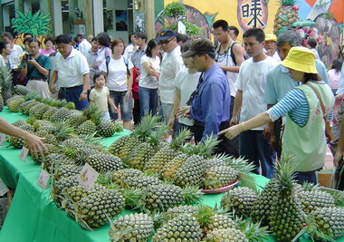 好運旺旺來  鳳梨王評鑑 十元鳳梨限量特賣(圖)