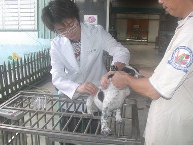 寵物登記費減免 狗狗有福了(圖)