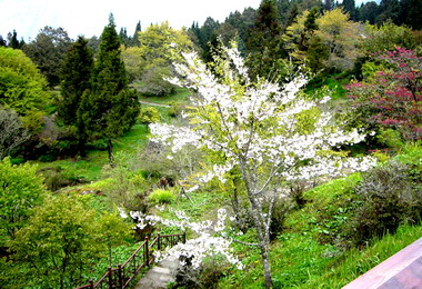 農委會修正造林貸款規定鼓勵從事造林者(圖)