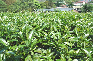 阿里山農會在嘉義市立體育場舉辦春茶展售(圖)
