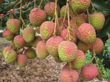 60年老叢荔枝  貴妃年年來眷顧(圖)