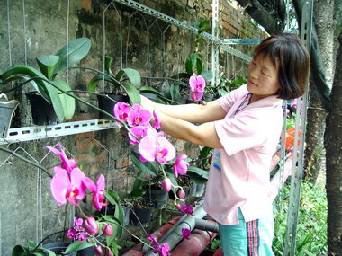 陳玉蓮植蘭花營造心美世界(圖)