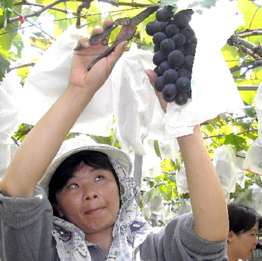 溪湖巨峰葡萄成功打通日本外銷市場(圖)