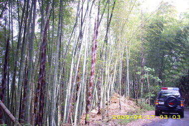 草嶺原始林孟宗竹防竊有成(圖)