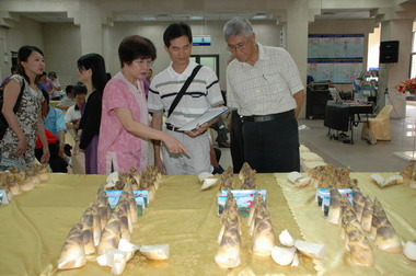 寶山綠竹筍節出產了(圖)