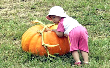 造橋南瓜產業文化博覽會登場(圖)