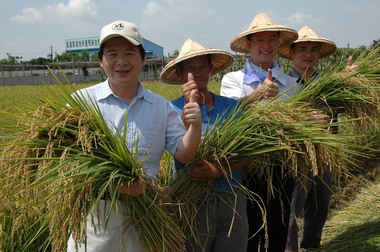嘉義縣環保試驗農場有機米歡喜收割(圖)