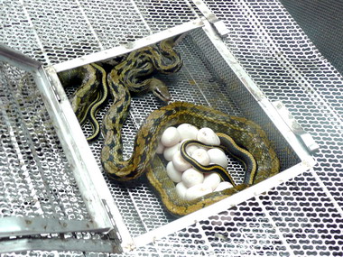 消防局民宅捕獲大錦蛇(圖)