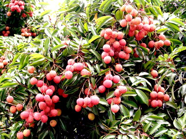 南投荔枝鳳梨節熱鬧開幕(圖)