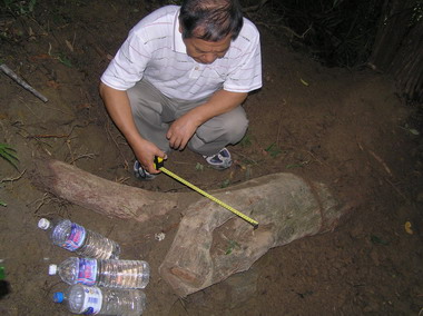 梢楠樹莖治尿酸？竊賊山區挖「梢楠」(圖)