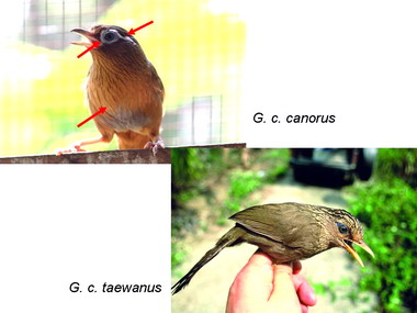 畫眉雜交嚴重台灣畫眉族群受遺傳污染(圖)